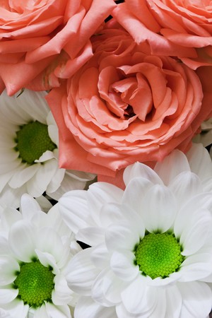 Flowers close up - chrysanthemums and pink rosesの写真素材