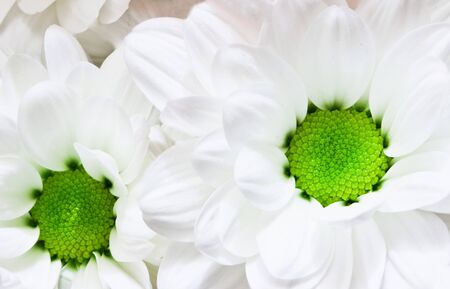 Flowers close up - big white chrysanthemumsの写真素材