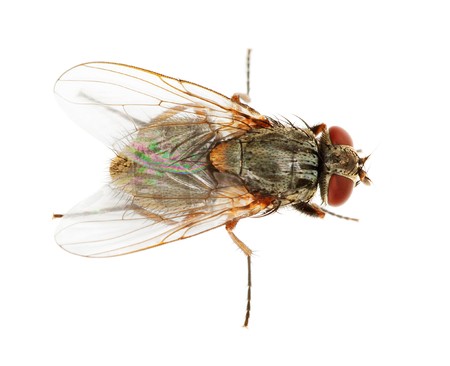 Usual fly isolated on a white background close upの写真素材
