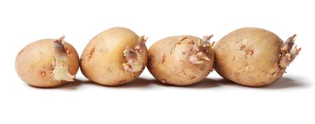 Tubers of a potato with sprouts on a white backgroundの写真素材