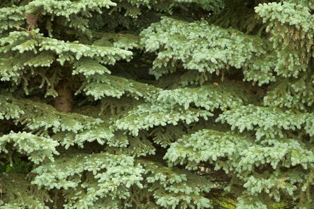 Fur-tree green soft branches - a natural backgroundの写真素材