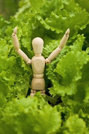 The toy wooden little man among salad leaves in a gardenの写真素材