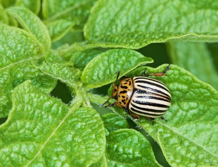 The Colorado bug was going to eat potato leavesの写真素材