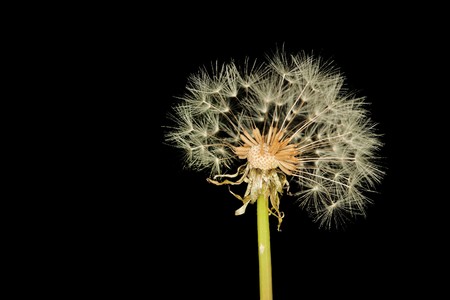 The grown bald dandelion it is isolated on a black backgroundの写真素材