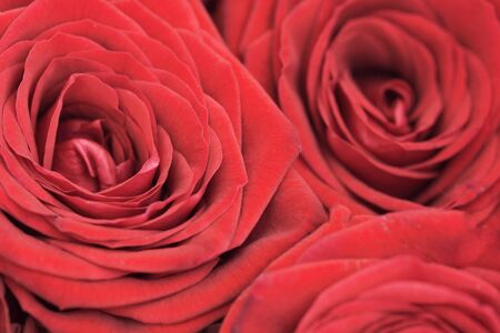 Background - a few large red flowers rosesの写真素材
