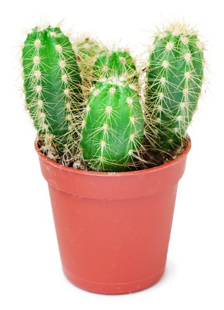 Cactus in a small pot it is isolated on a white backgroundの写真素材