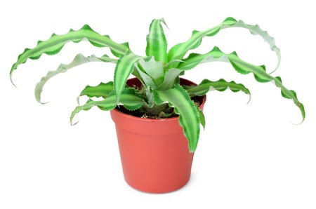 Plant in a small pot it is isolated on a white backgroundの写真素材