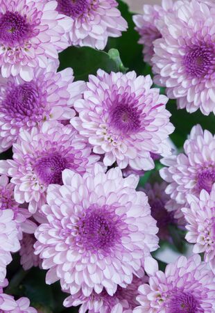 The big bouquet from lilac flowers - astersの写真素材