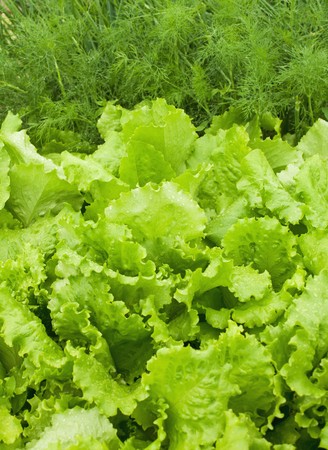 Edible grass on beds - salad and fennelの写真素材