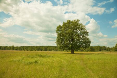 Tree alone growing in the field - an oakの写真素材
