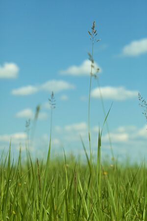 Green meadow grass against the blue sky with cloudsの写真素材