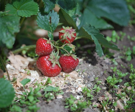 Ripe berries of a strawberry on a bed among foliageの写真素材