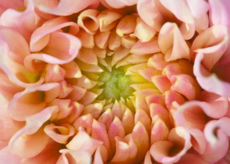 Internal part (core) of the big beautiful flowerの写真素材