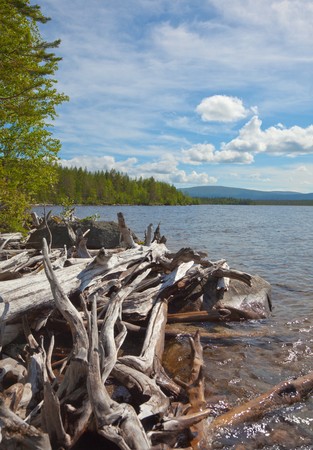 The big heap of rotten wood on the bank of lakeの写真素材