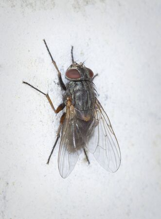 The gray fly sits on a light stone wallの写真素材