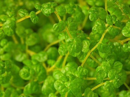 Exotic ornamental plants close up - a backgroundの写真素材