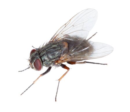 Gray hairy disgusting fly isolated on a white backgroundの写真素材
