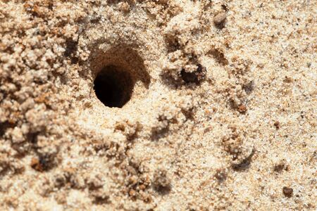 Small hole made in a ground a predatory waspの写真素材