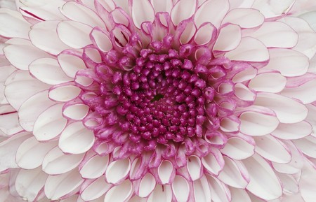 The big lilac flower close up - a backgroundの写真素材