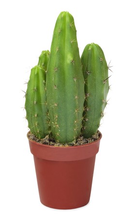 A few decorative cactus in a brown pot, isolated on a white backgroundの写真素材