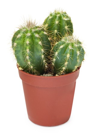 Family decorative cactus in a brown pot, isolated on a white backgroundの写真素材