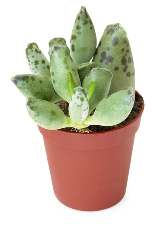 Family succulents in brown pot, isolated on a white backgroundの写真素材
