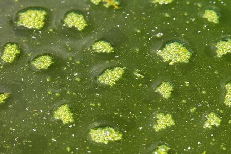 Flakes of green foam on the surface of contaminated waterの写真素材