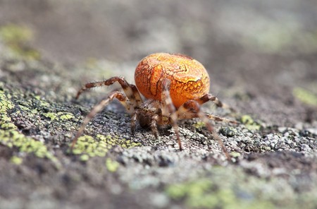 Thick orange spider sits on the surface of the rockの写真素材