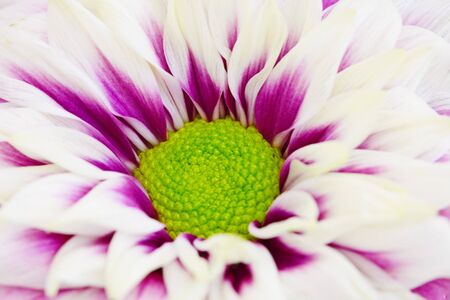 Flowering chrysanthemum with green center - close-upの写真素材