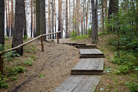 Wooden staircase with a handrail in a pine forestの写真素材