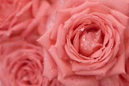 Roses with drops of dew on the petals - backgroundの写真素材