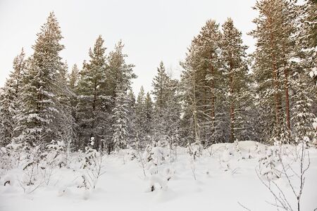 Winter pine forest covered with snow and iceの写真素材