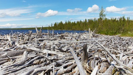 Pile of dead wood on the shore of Lakeの写真素材