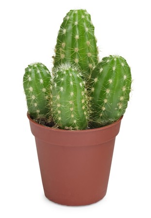 Four of a cactus in a pot isolated on white backgroundの写真素材