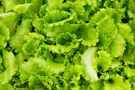 A green salad is growing in the gardenの写真素材