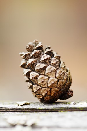 Old pine cone lies on a log close upの写真素材