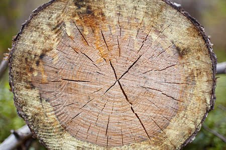 Cut of a rotten fur-tree log in wood close upの写真素材