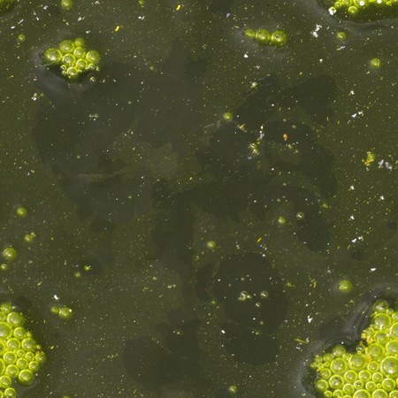 Seamless texture - the surface of rotten dirty waterの写真素材