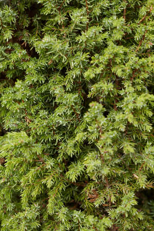 Green branches of a juniper close up - a natural backgroundの写真素材