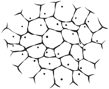 The cells of living tissue - a monochrome illustrationのイラスト素材