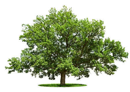 The big tree - oak is isolated on a white background The big tree - oak is isolated on a white background