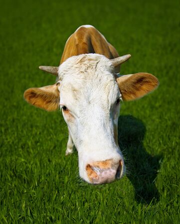 Funny cow in the meadow - a portrait of a close-upの写真素材