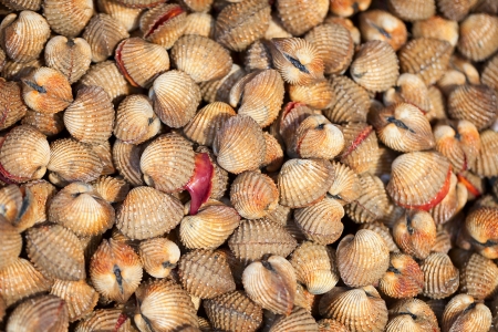 Shellfish Blood Cockles in the Thai marketの写真素材