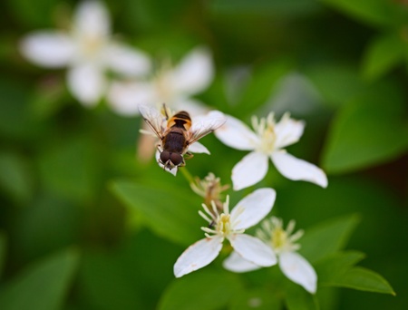 Fly like a bee on a white flower - Syrphidaeの写真素材
