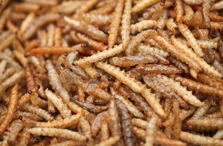 Fried edible larvae bamboo moth close-up - Crambidae