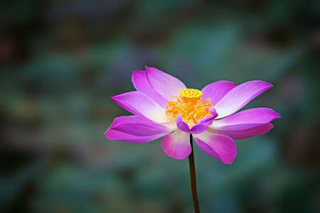 Blooming lotus in the lake close up. Indonesia.の写真素材