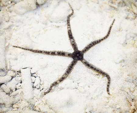 Brittle stars or ophiuroids starfish on coral light bottom