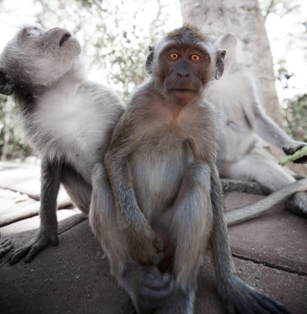 Frightened young monkey - crab-eating macaque or the long-tailed macaque (Macaca fascicularis),...