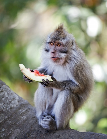 Monkey - long-tailed macaque eat juicy fruitの写真素材