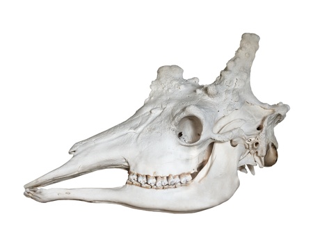 Antique wooden chest of drawers isolated on white backgroundの写真素材